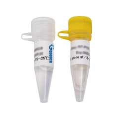 Mastermix PCR per Lunghi Frammenti x-VITA – 2X pronto all’uso